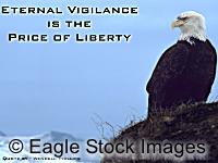 Eternal Vigilance - American Eagle picture looking out over bay. Picture of Bald Eagle from our new patriotic screen saver.