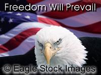 Freedom Will Prevail - Picture of a Bald Eagle with US Flag - From patriotism screen saver.