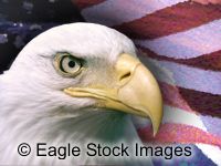 Fear No Evil - bald eagle head, closeup and very clear.  Its one of several pictures in the patriotic bald eagle screen saver.  American patriotism.