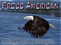 Proud American - very closeup flying bald eagle with partially frozen blue lake in the background.  You can see the detail in every feather!  Patriotic USA Flag font.