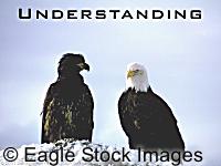 Understanding - White and Black American Bald Eagle - Nature's own diversity. From Patriot Eagle Screen Saver