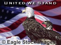 United We Stand - screen saver picture with bald eagle and USA flag.  One of my favorite eagle pictures!  Patriotic picture with flag and american eagle.