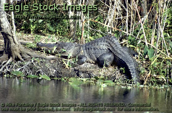 alligator photo, photography, alligator photos, wildlife stock photos, alligators graphics, alligator images, alligator stock photos, alligator clip-art, alligator image, nature photo, crocodile photo, ALLIGATOR, ALLIGATORS CROCODILE