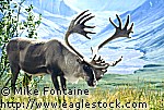 stock photo of a caribou - stock image alaska, wildlife photos