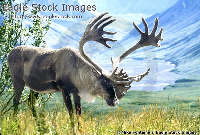 Caribou - Alaskan Caribou with beautiful mountain scenery in the background.