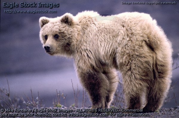 grizzly bear photo, grizzly bear photography, bear photo, panther, grizzly photo, grizzly bear images, wildlife stock photos, kodiak brown bear photo, grizzly bear graphics, grizzly bear stock photos, bear prints, grizzly bear clip-art