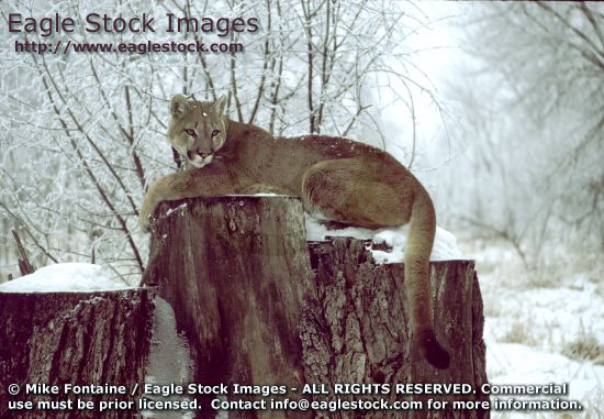 mountain lion photo, mountain lion photography, cougar photo, panther, puma photo, mountain lion images, wildlife stock photos, mountain lion photos, mountain lion graphics, endangered species stock photos, puma, mountain lion prints, mountain lions, cougar clip-art, zoo, catamount, cougar print