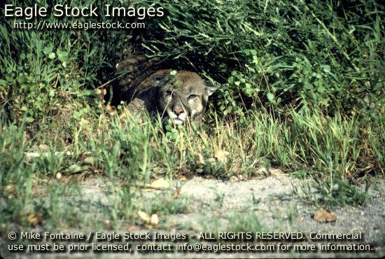mountain lion photo, mountain lion photography, cougar photo, panther, puma photo, mountain lion images, wildlife stock photos, mountain lion photos, mountain lion graphics, endangered species stock photos, puma, mountain lion prints, mountain lions, cougar clip-art, zoo, catamount, cougar print