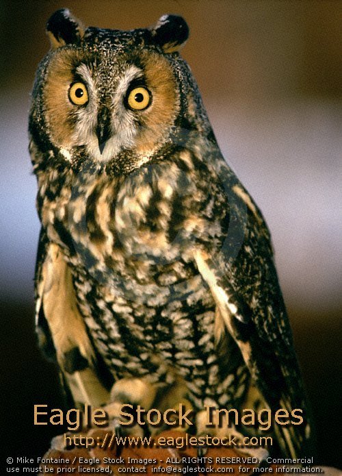 owl photo, owl photography, hoot owl picture, barn owl images, wildlife stock photos, owl graphics, owl stock photos, owl clip-art, hoot owl, barn owl photo, snowy owl