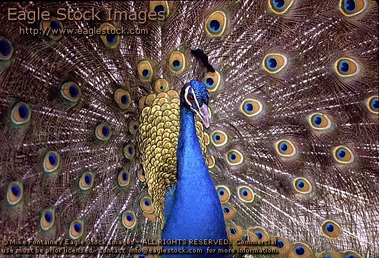 peacock photo, photography, peacock picture, wildlife stock photos, peacock graphics, peacock images, peacock stock photos, peacock clip-art, peacock image, nature photo, colorful feathers, peacockish, peacocky, peafowl, plum