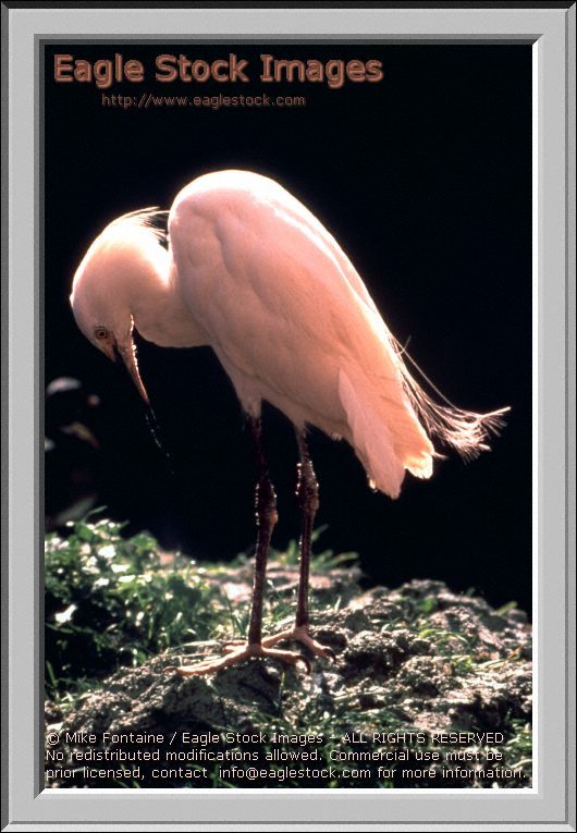 snowy egret photo, photography, snowy egret photos, snowy egret stock photos, snowy egret graphics, snowy egret images, snowy egret stock photos, snowy egret clip-art, snowy egret image, nature photo, snowy egret photo, flamingo photos, SNOWY EGRET, SNOWY EGRETS