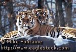 stock photo of tiger - stock image, tiger photo, wildlife photography, wildlife photos  (7596 bytes)