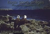 be2x1^ - 2 Bald Eagles with Blue Ocean Background