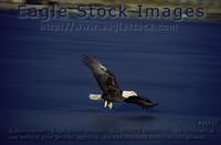 bef07^ - Eagle Flying Over Lake