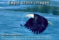 befly4^ - Bald Eagle Flying Over Frozen Lake