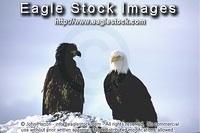 bewb2^ - Mature and Immature Eagles