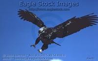 imtl1^ - Immature Bald Eagle with Blue Sky