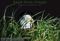 Bald Eagle Photos - Folder 3
