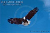 betln4^ - Dramatic Eagle Landing