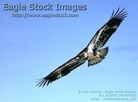 imfl1^ - Immature Eagle In-Flight