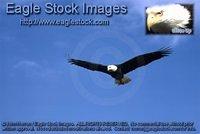 bef15^ - In-flight Bald Eagle