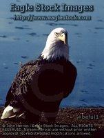 beful1^ - Proud Eagle Looking Directly at Camera