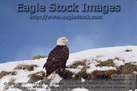beb063419-32^ - Bald Eagle Perched On Snow Covered Bluff