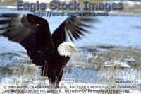 beb858017-10^ - Bald Eagle Wading Through Icy Water
