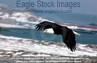 befly17^ - Bald Eagle In-Flight High Over Ocean Bay