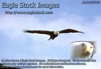 bef342677-34 - Bald Eagle In-Flight