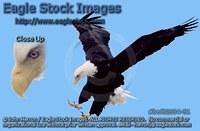bef62634-51 - Bald Eagle With Talons Down