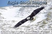 bef63449 - In-Flight Bald Eagle With Snowy Mountain Backround