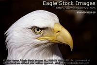 behd343828-19 - Bald Eagle Head
