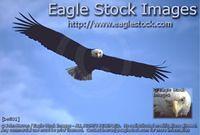 befly1 - Eagle Photo In-flight