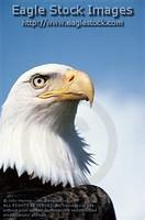 behd9 - Bald Eagle Passport Photo