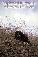 bepch1^ - Bald Eagle Perched On Dry Grass