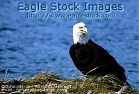 bepch2 - Bald Eagle Perched