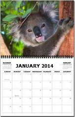 2014 Monthly Wall Calendar - Koala Bears