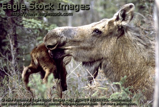 moose photo, mother moose with baby calf image, photography, moose photos, wildlife stock photos, graphics, images, moose stock photos, moose clip-art, image, nature photo, MOOSE PHOTO