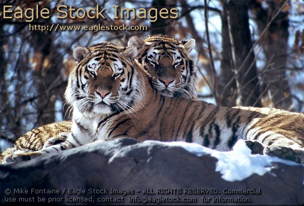 tiger photo, tiger photography, tiger images, wildlife stock photos, tiger photos, tiger graphics, endangered species, tiger prints, tigers, zoo